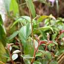 Image of Peperomia consoquitlana C. DC.