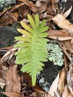 Plancia ëd Polypodium macaronesicum subsp. azoricum (Vasc.) F. J. Rumsey, Carine & Robba