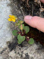 Image of Erythranthe nasuta (Greene) G. L. Nesom