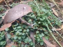 Image of Viola serpentinicola