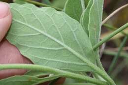 Image of smallflower groundcherry