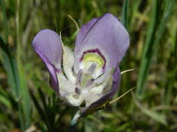 Image of broad-fruit mariposa-lily