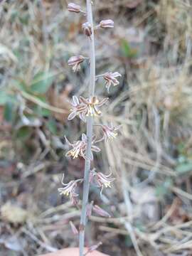 Image of Drimia delagoensis (Baker) Jessop