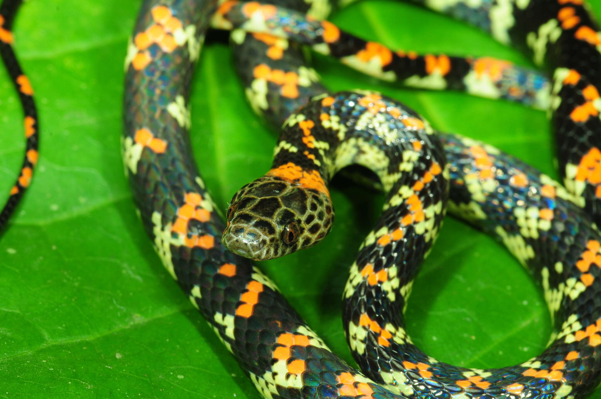 Image of Panama Spotted Night Snake