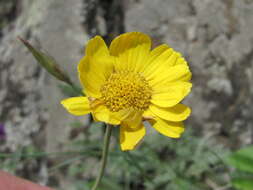 Image of Anthemis marschalliana Willd.