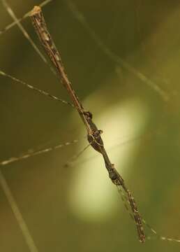 Image of Eugubinus Distant 1903