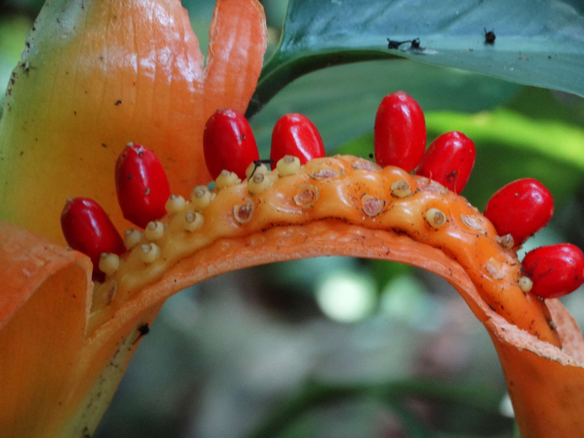 Image of Dieffenbachia wendlandii Schott