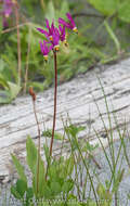 Dodecatheon pulchellum subsp. pauciflorum (Dur.) Hulten resmi