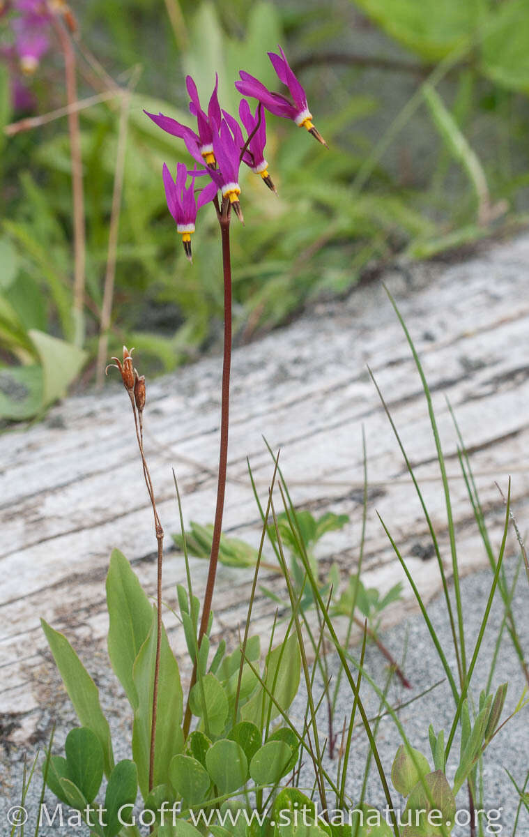 Dodecatheon pulchellum subsp. pauciflorum (Dur.) Hulten resmi