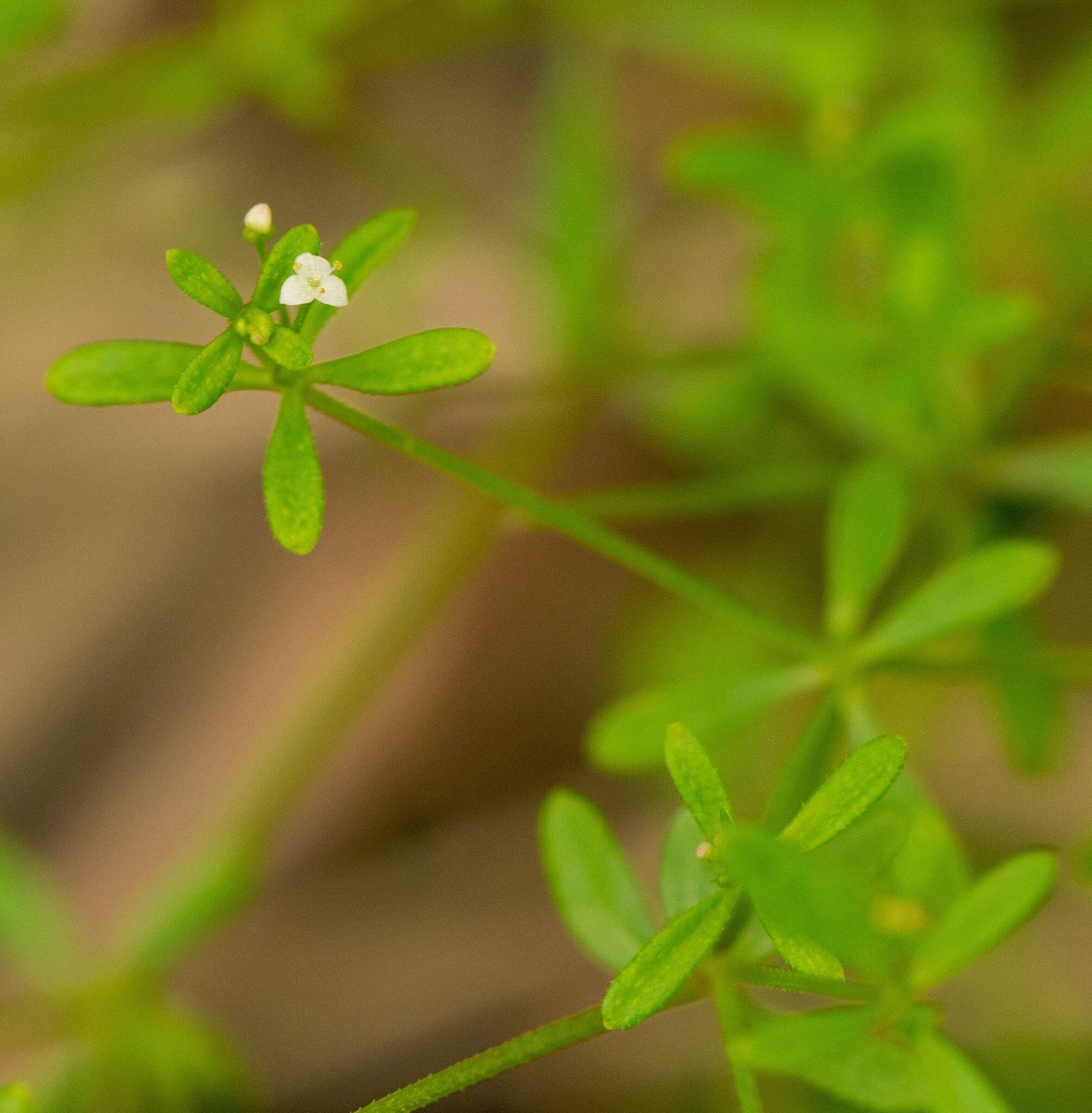 Image of three-petal bedstraw