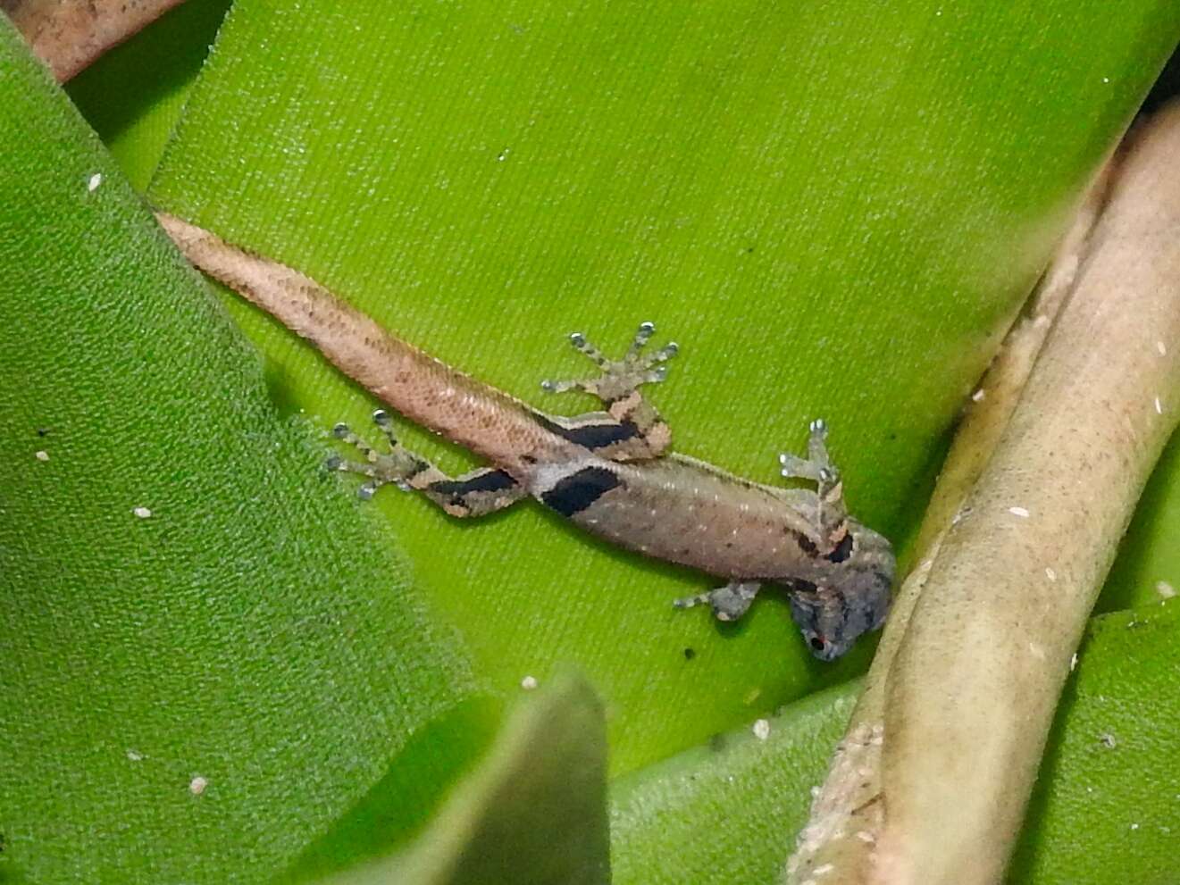 Image of Sphaerodactylus millepunctatus Hallowell 1861