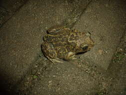 Image of Iberian Spadefoot Toad