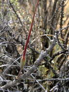 Image of Monsonia camdeboensis (Moffett) F. Albers
