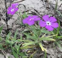 Imagem de Phlox glabriflora (Brand) Whitehouse