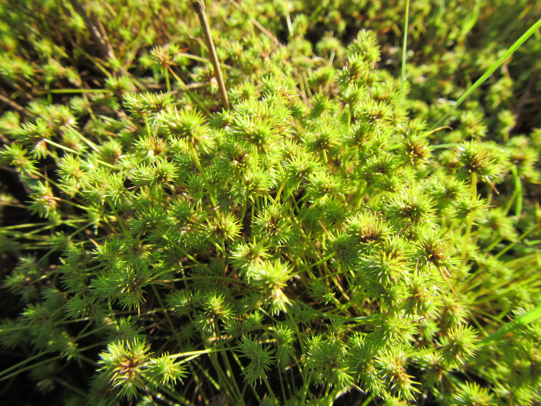 Image of bottlebrush bulrush