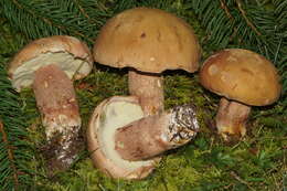 Image of Boletus subcaerulescens (E. A. Dick & Snell) Both, Bessette & A. R. Bessette 2000