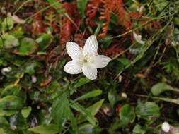 Image of fen grass of Parnassus