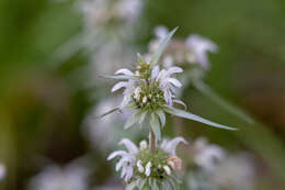 Image de Monarda citriodora var. austromontana (Epling) B. L. Turner