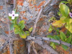 Image of Teedia lucida (Soland.) Rudolphi