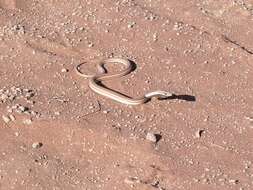 Image of Cape Sand Snake