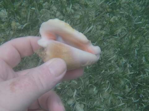 Image of Hawk-wing conch