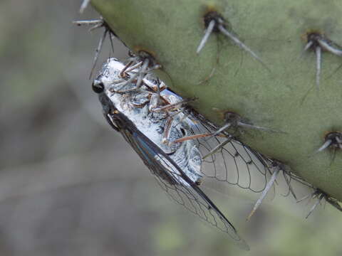 Слика од Cacama pygmaea Sanborn 2011