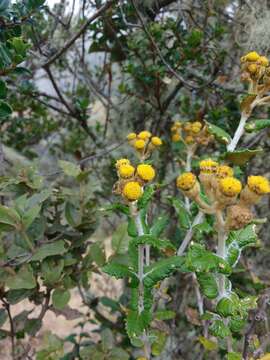 Scrobicaria resmi