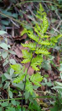 Oeosporangium nitidulum (Hook.) Fraser-Jenk. resmi