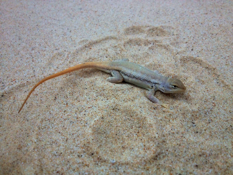 Image of Dunes Sagebrush Lizard