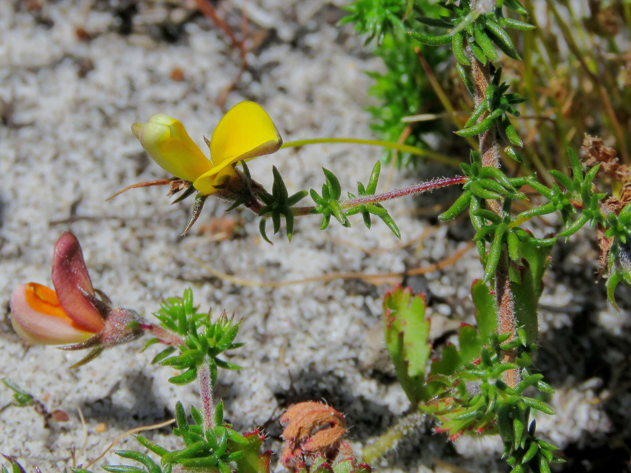 Image of Aspalathus retroflexa subsp. retroflexa