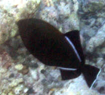 Image of Indian triggerfish