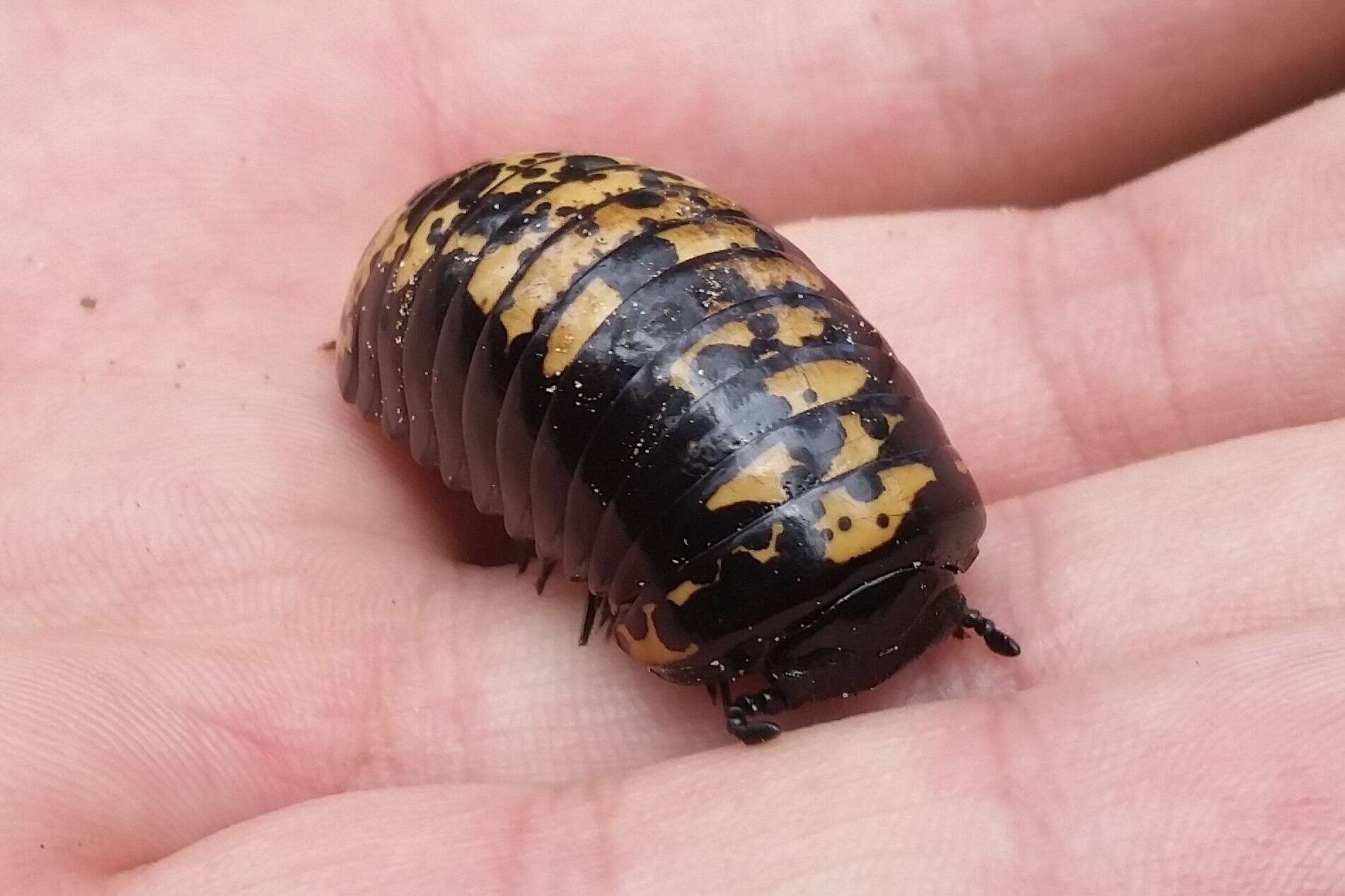 Image of Arthrosphaera versicolor (White 1859)