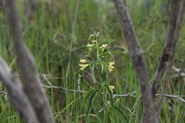 Image of Vincetoxicum hirundinaria subsp. adriaticum (G. Beck) Markgr.