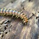 Image of <i>Arthrophaga myriapodina</i>