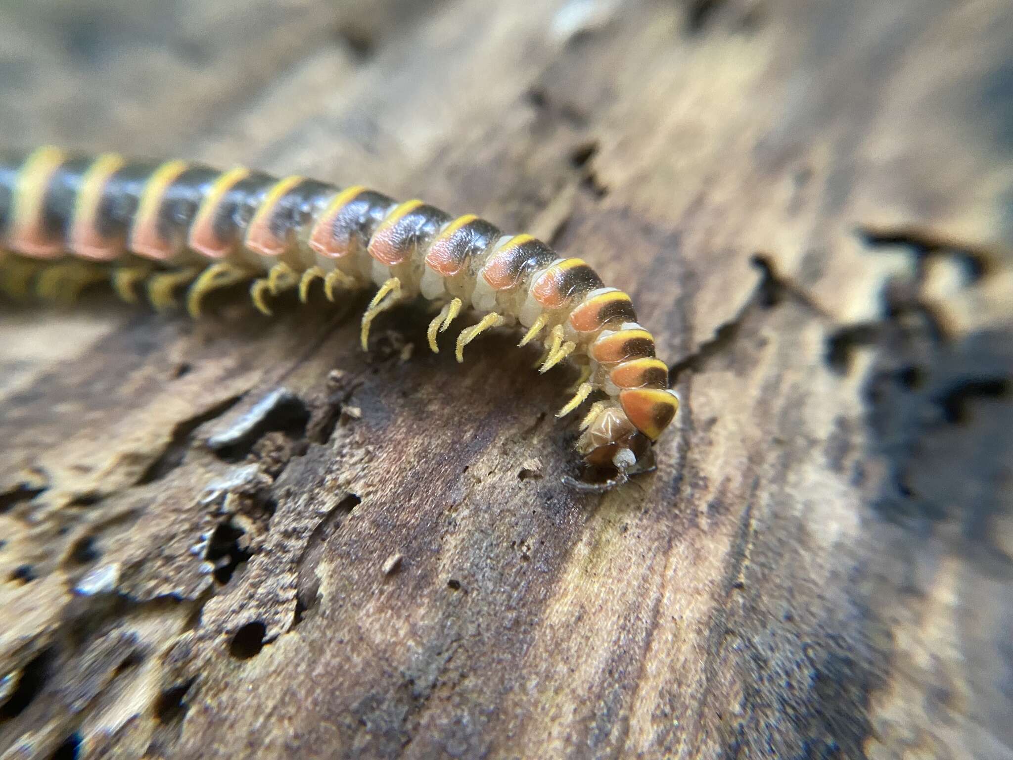 Image of <i>Arthrophaga myriapodina</i>