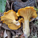 Cantharellus tenuithrix Buyck & V. Hofst. 2011的圖片