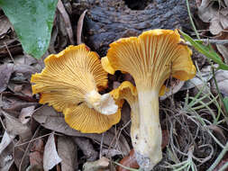 صورة Cantharellus tenuithrix Buyck & V. Hofst. 2011