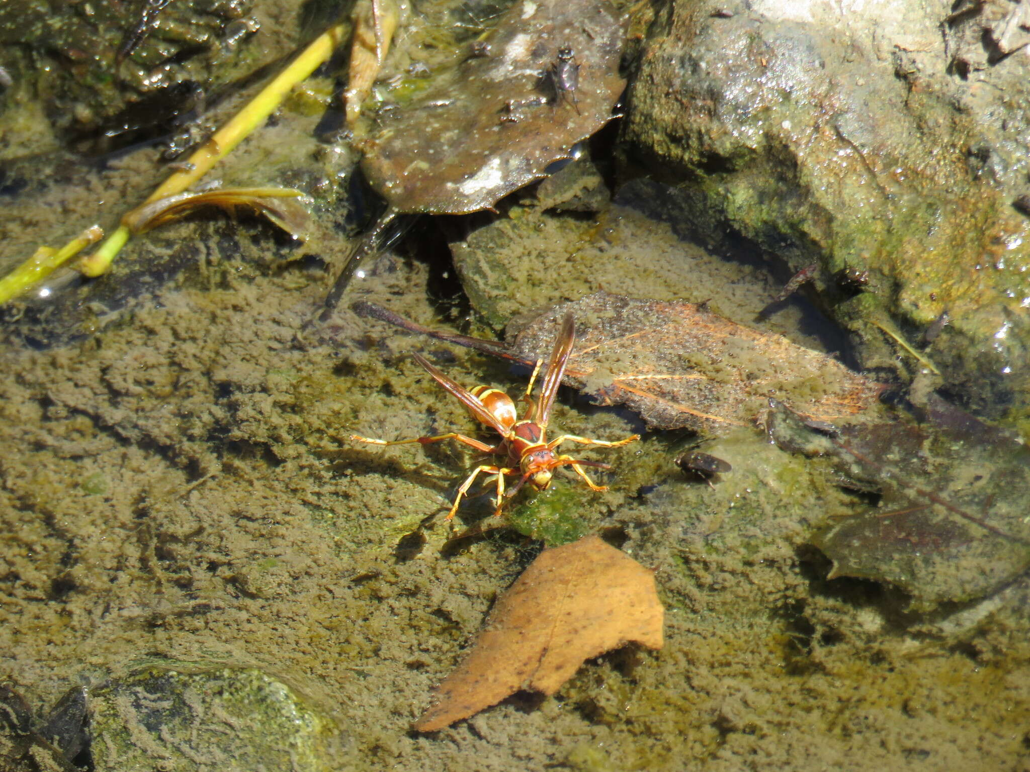 Image of Polistes dorsalis californicus Bohart 1949