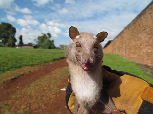 Image of Ethiopian Epauletted Fruit Bat