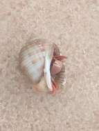 Image of striated hermit crab