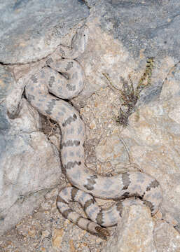 Crotalus lepidus lepidus (Kennicott 1861) resmi