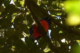 Image of Lattice-tailed Trogon