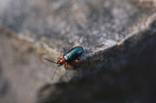 Image of Cereal leaf beetle