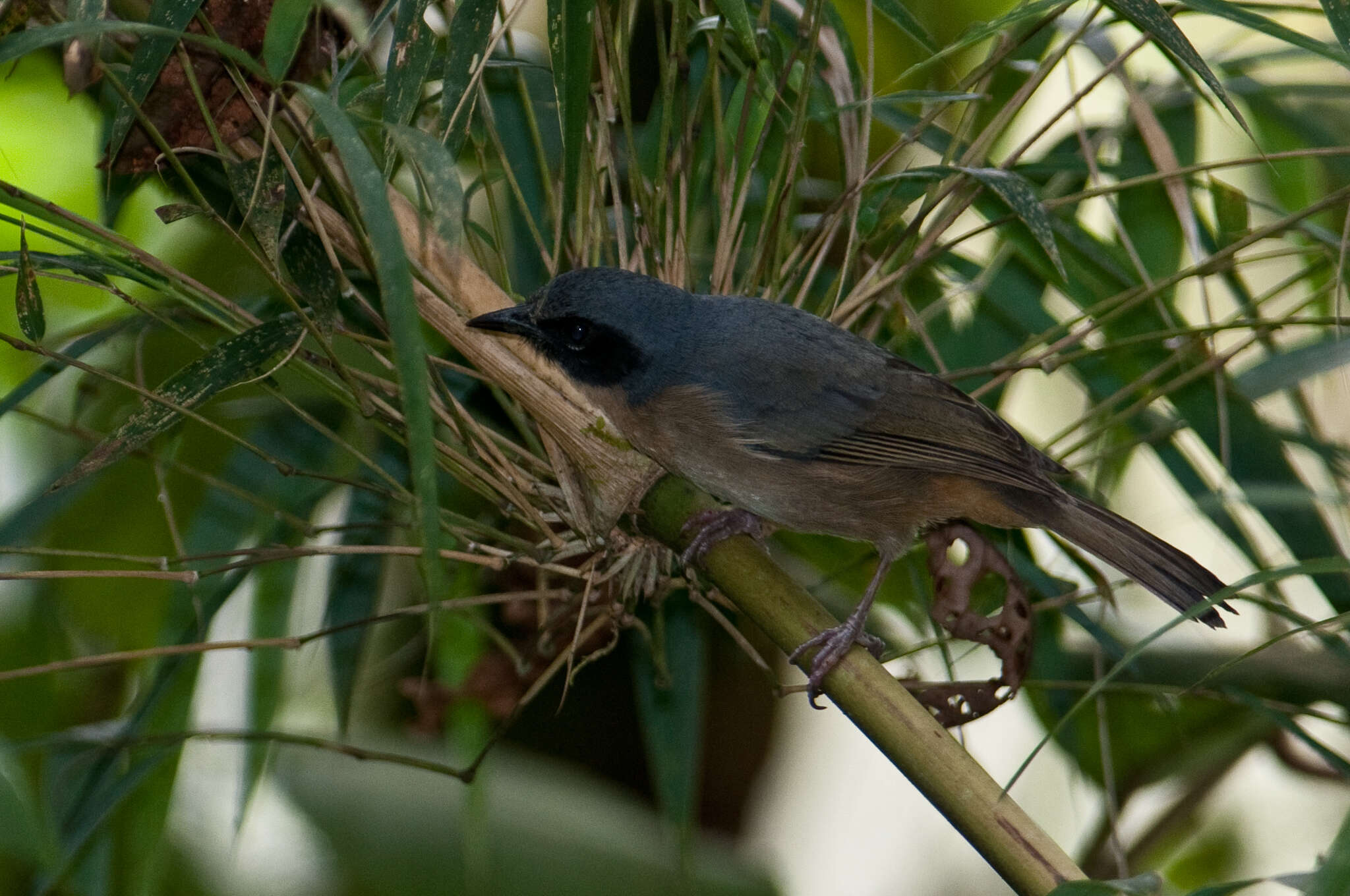 Image of Black-eared Hemispingus