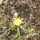 Image of Crepis dianthoseris (Chiov.) N. Kilian, Enke, Sileshi & Gemeinholzer