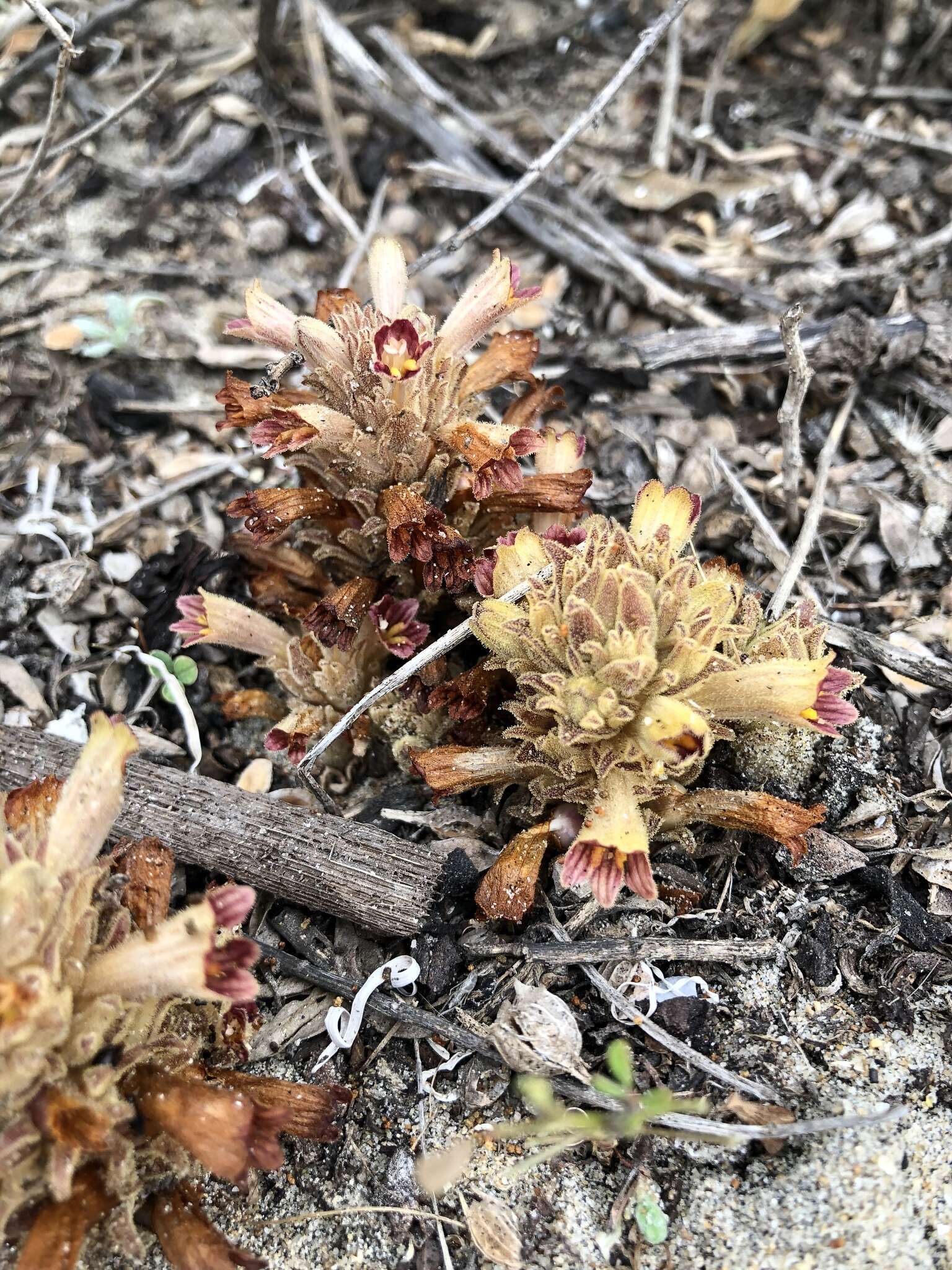 Image of Parish's broomrape