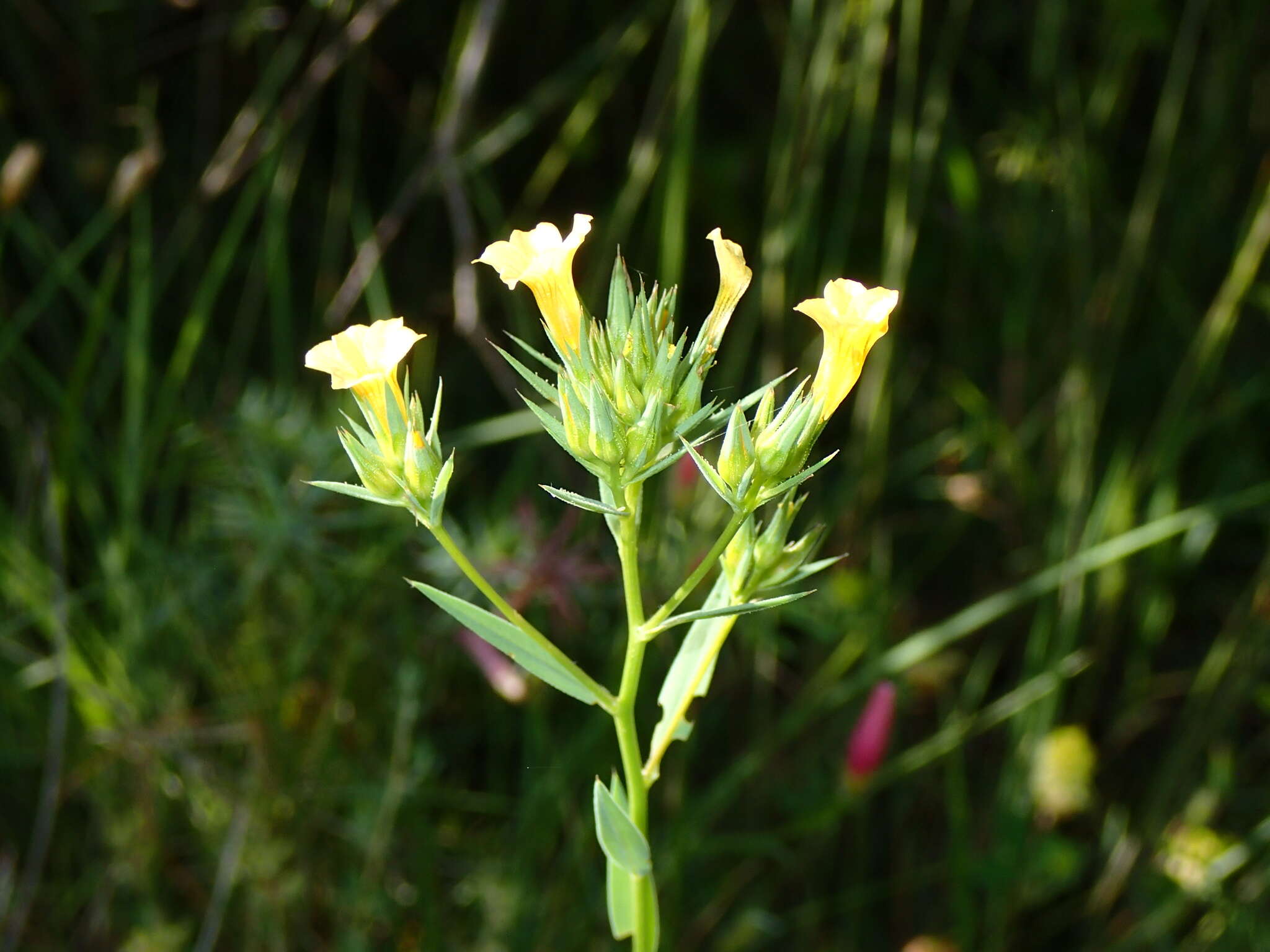 Слика од Linum strictum L.