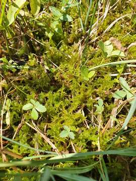 Image of hamatocaulis moss