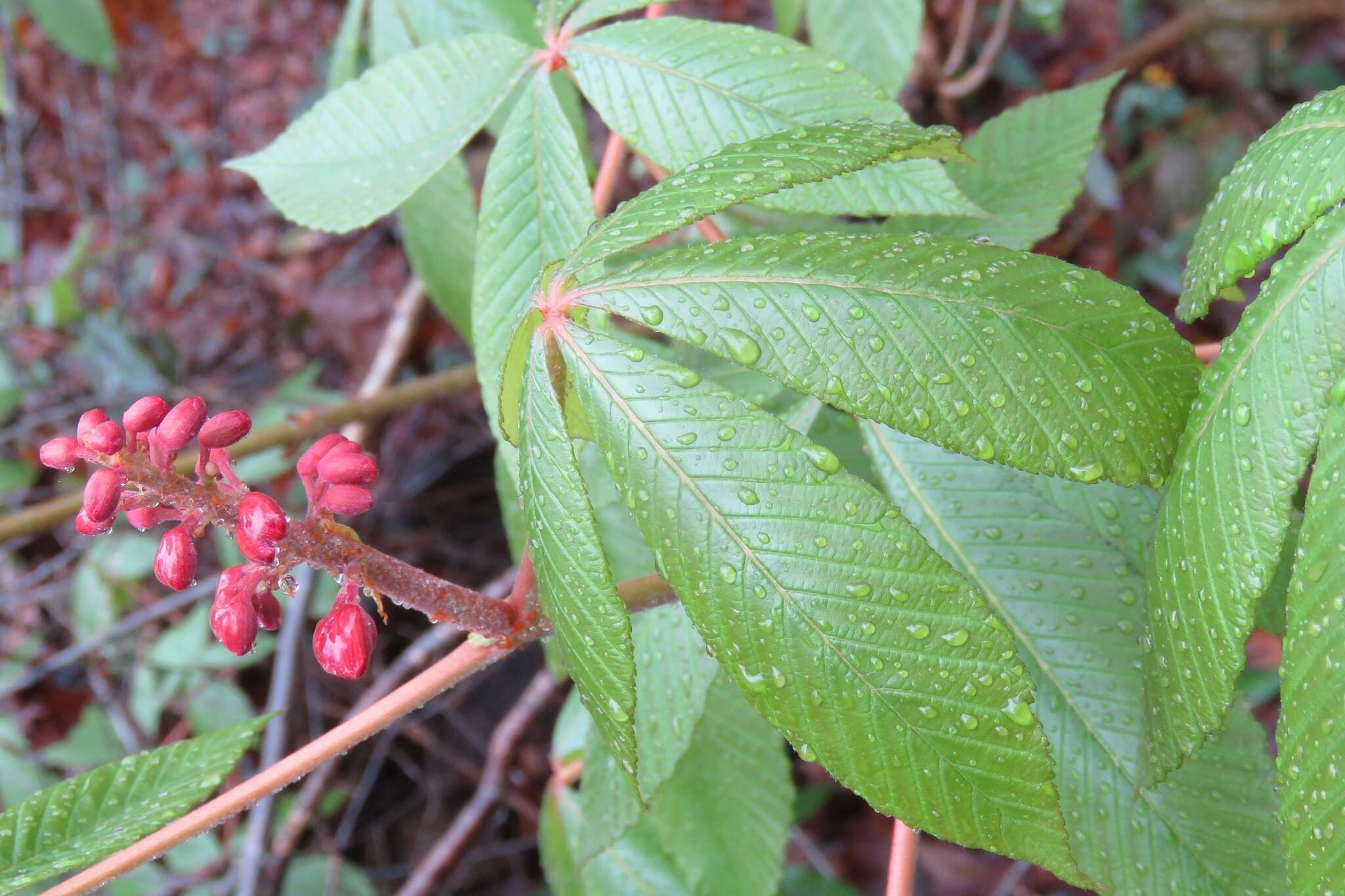 Imagem de Aesculus pavia L.