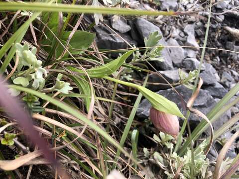 Image of Cypripedium taiwanalpinum